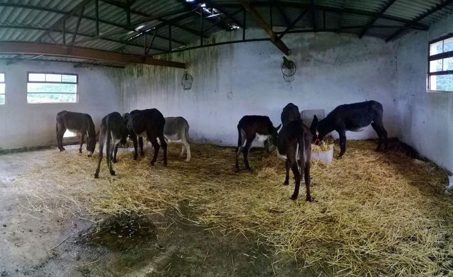 donkeys eating hay off the floor inside in 'Gala Onou' stable farm