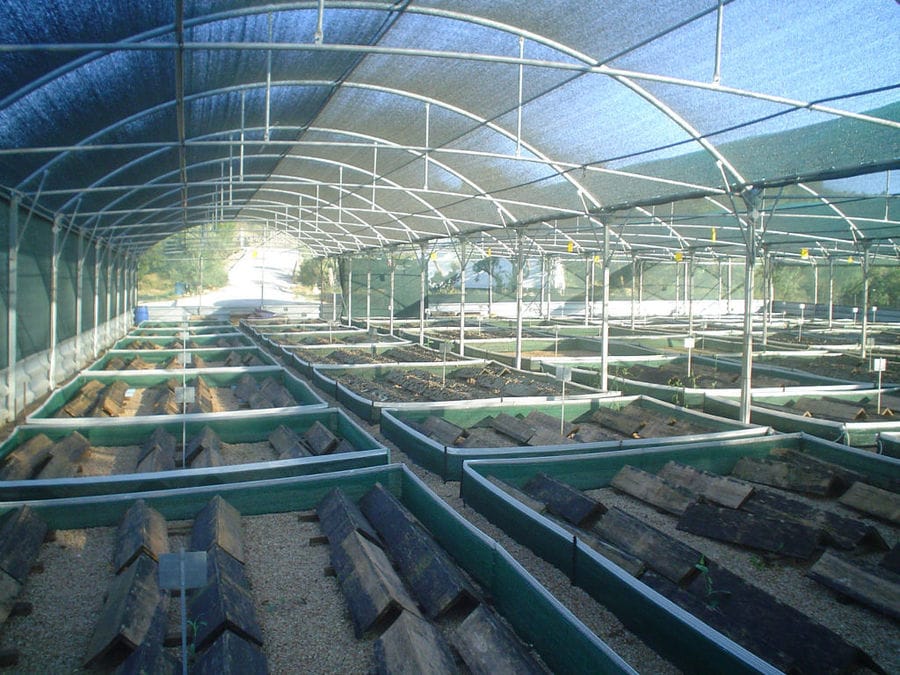 rows of solid surfaces and land snails on them at 'Mastic Snails' farm inside