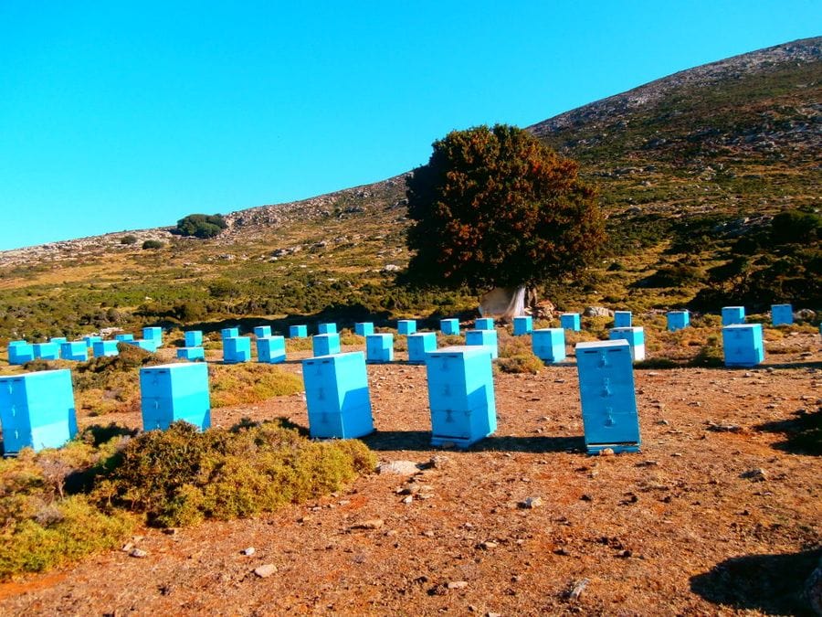 hives from 'Naos' farm on the ground in nature and in the background of tree and mountain