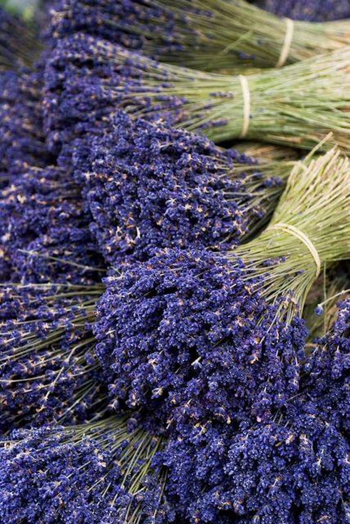 bunches of lavandula from 'Olympus Herbs' crops