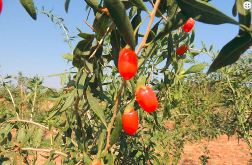 branch with fresh goji berries at Kollia Organic Farm crops