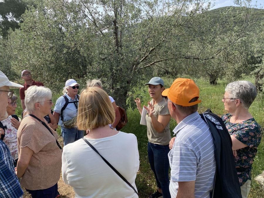 Guided tour of the olive grove at Kotsonis Estate