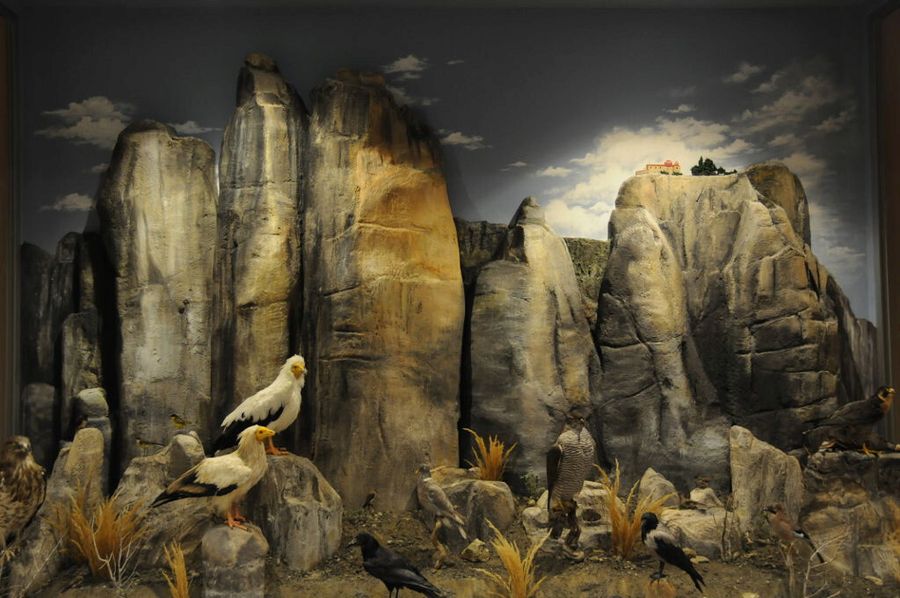 various bird specimens standing on rocks at 'Mushroom Museum Meteora'