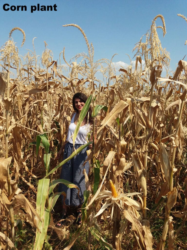 young woman smiling happily at the camera surrounded by corn crops at Antonopoulos Farm