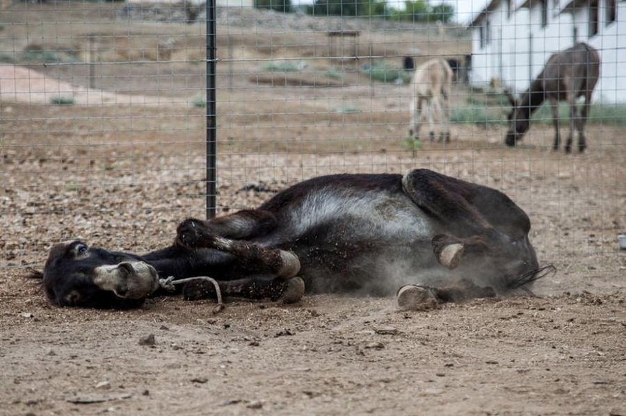 donkey lying on the ground and playing outside at 'Gala Onou' farm