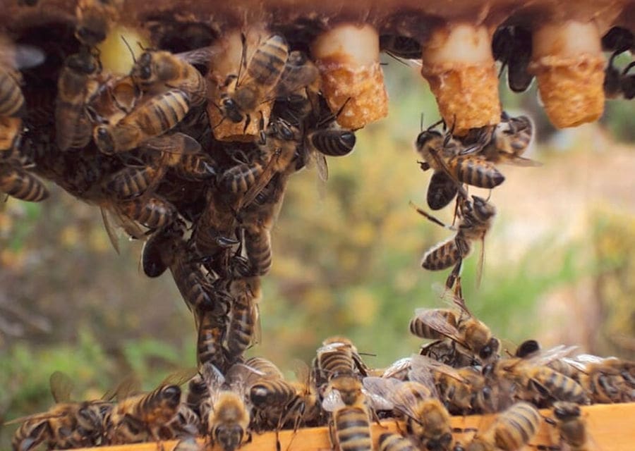 close-up of bees on honeycomb icicles at 'Melissavet'