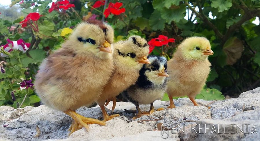 four baby chicks on stones watching at the camera at En Kefallinia Organic Farm Restaurant garden