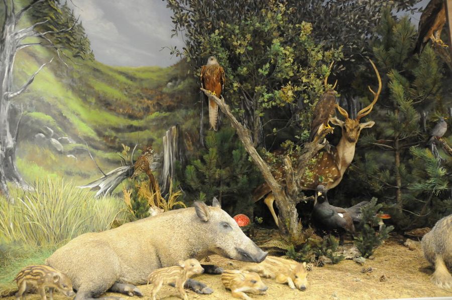 boar, bird and deer specimens in forest habitat at 'Mushroom Museum Meteora'