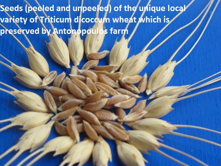 view of Seeds peeled and unpeeled of the unique local variety of Triticum dicoccum wheat which is preserved by Antonopoulos Farm
