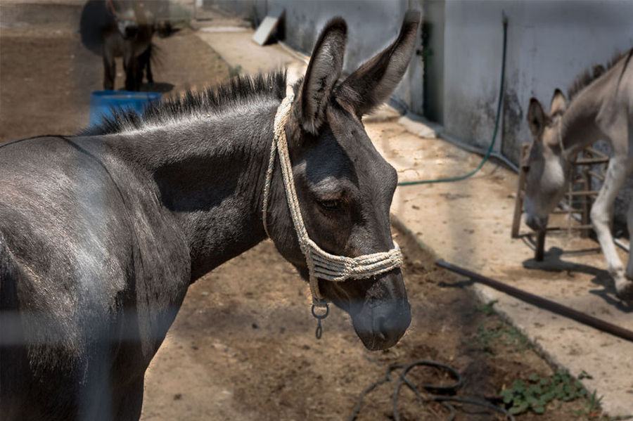 view of donkey' bust outside at 'Gala Onou' farm