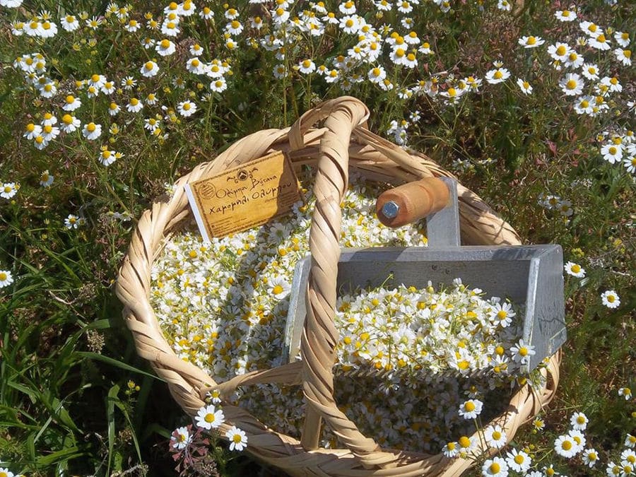 basket with chamomile flowers on the ground at 'Olympus Herbs' crops