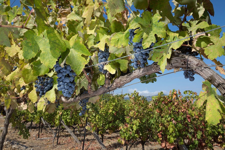 Vakakis Winery vineyards full of bunches of black grapes