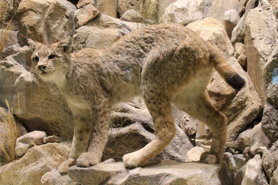 bobcat specimen at 'Mushroom Museum Meteora'