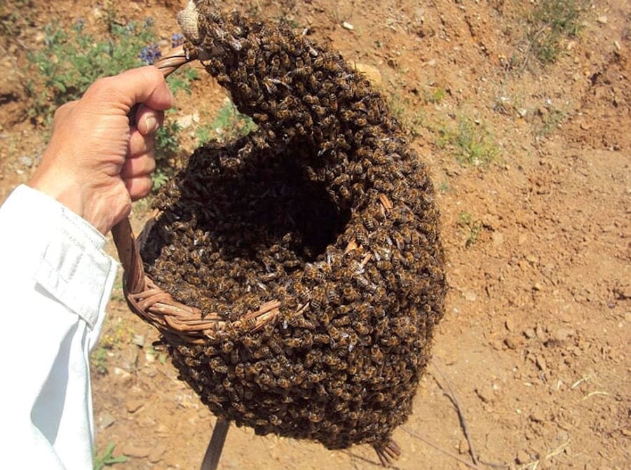 woman holding a basket full in bees and showing at the camera at 'Melissavet'