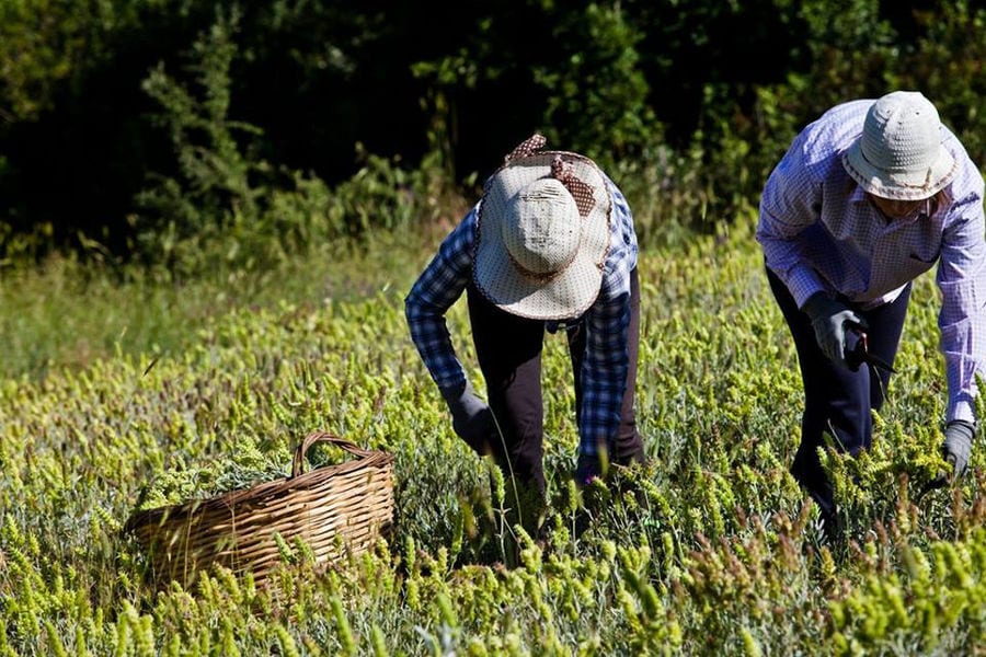 men with sun hats picking fresh Sideritis with sickles from 'Olympus Herbs' crops