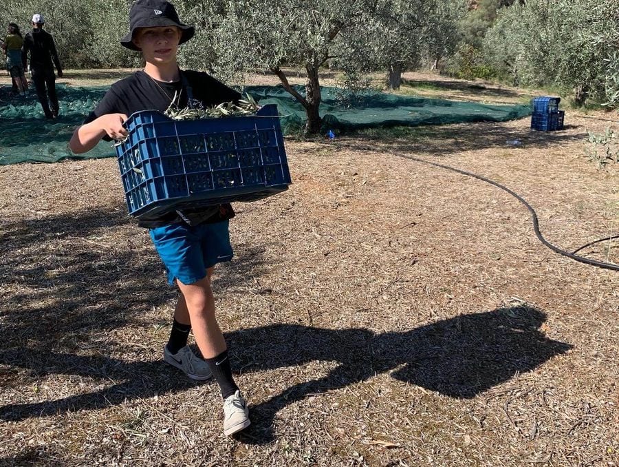 A man carries olives in a basket