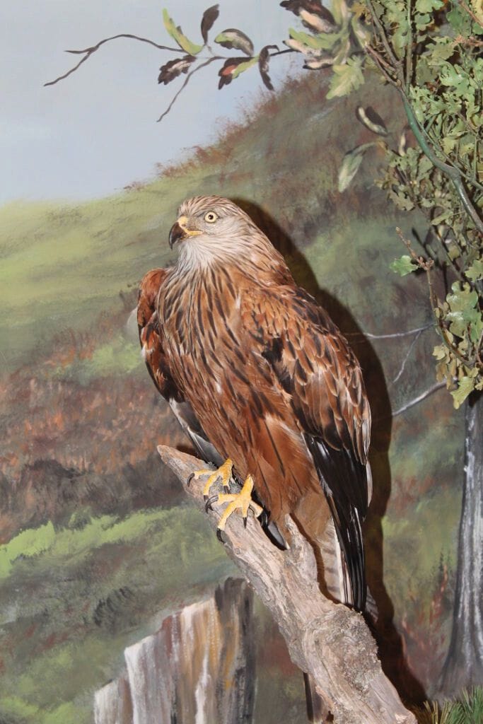 hawk specimen sitting on a branch at 'Mushroom Museum Meteora'