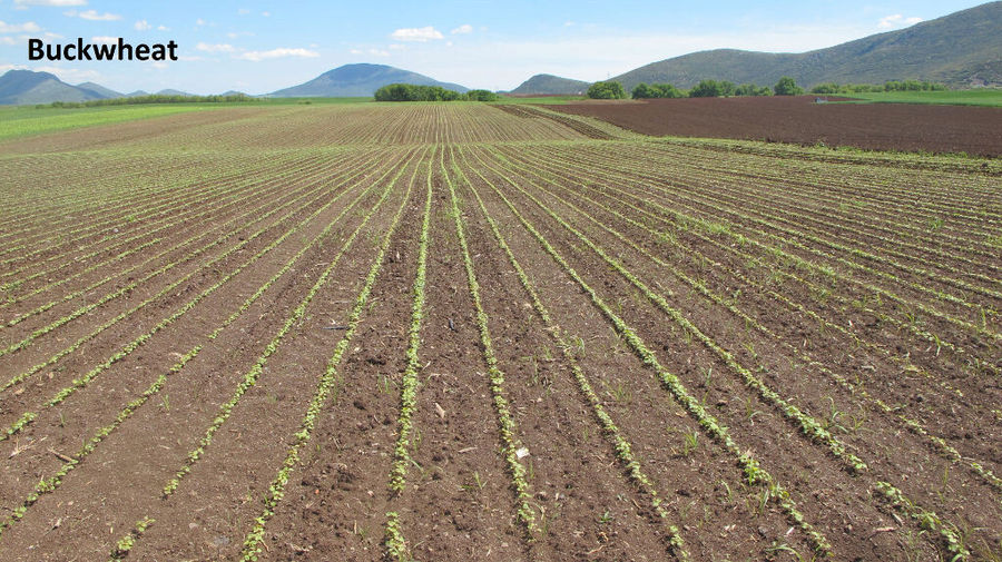 rows of buckwheat crops at Antonopoulos Farm and mountains and blue sky in the background