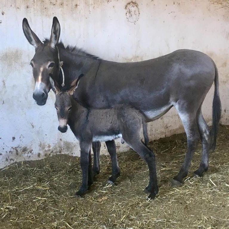 a black donkey with her baby watching at the camera at 'Gala Onou' farm
