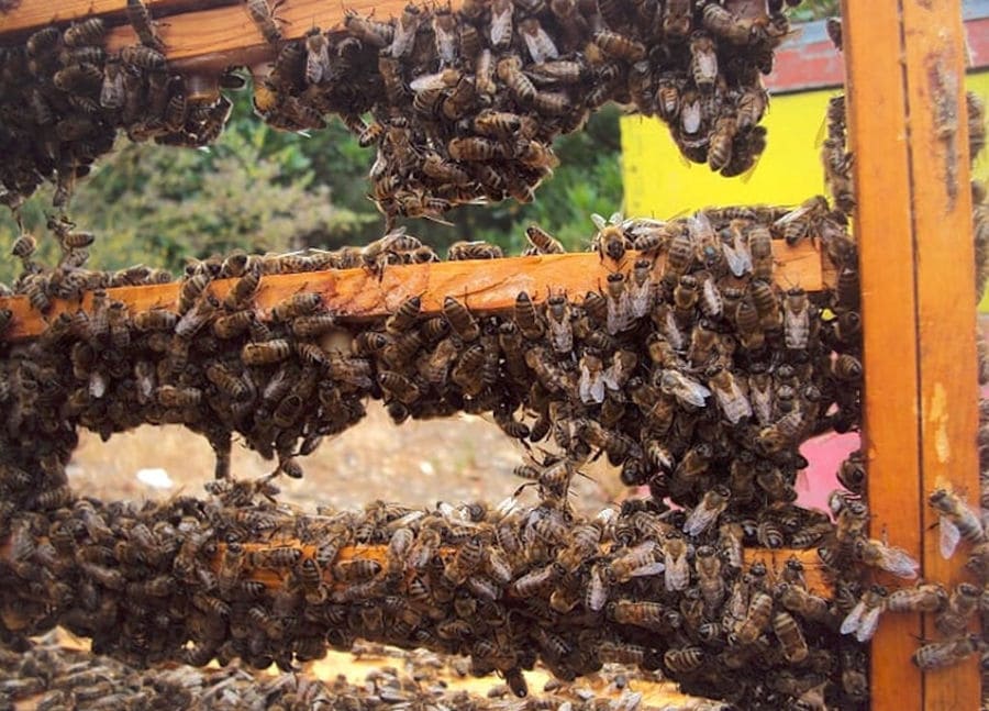 bees on wooden support at 'Melissavet'