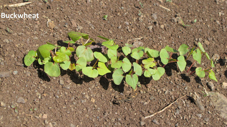 close-up of buckwheat plants at Antonopoulos Farm crops