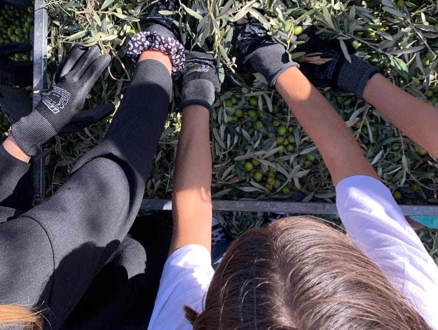 Visitors collect olives in a basket wearing special gloves