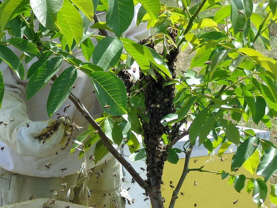 a swarm of bees on trunk of tree around 'Gea Olympou'