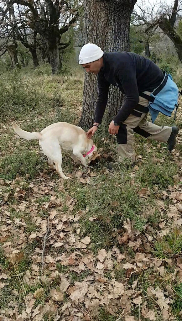 dog smelling the root of a tree and a man holding him around the area of 'Mushroom Museum Meteora'