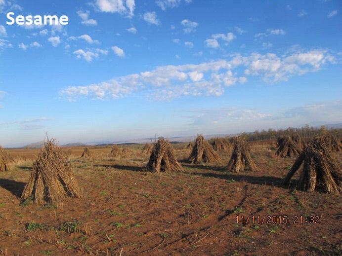 haystacks of sesame at Antonopoulos Farm
