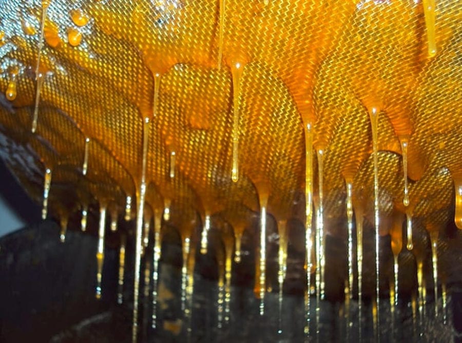 close-up of honey flowing from the honeycomb panel at 'Melissavet'