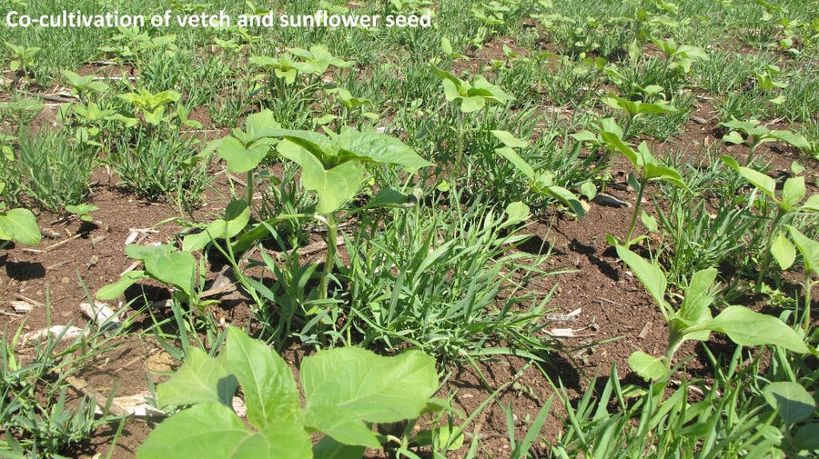 close-up of vetch and sunflower plants at Antonopoulos Farm crops