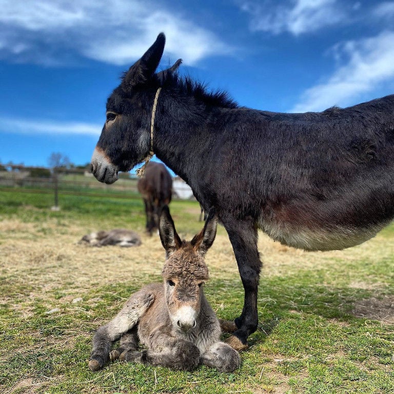 a black donkey with her baby that watching at the camera at 'Gala Onou' farm