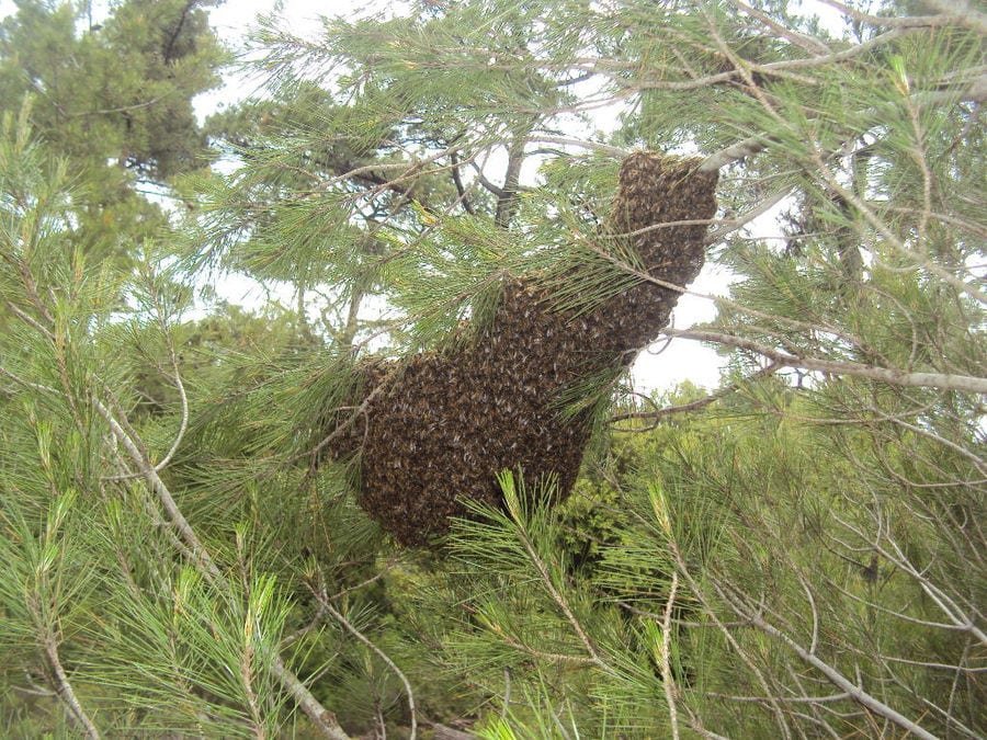 close-up of bees' nest on the branch of conifer tree at 'Melissavet'