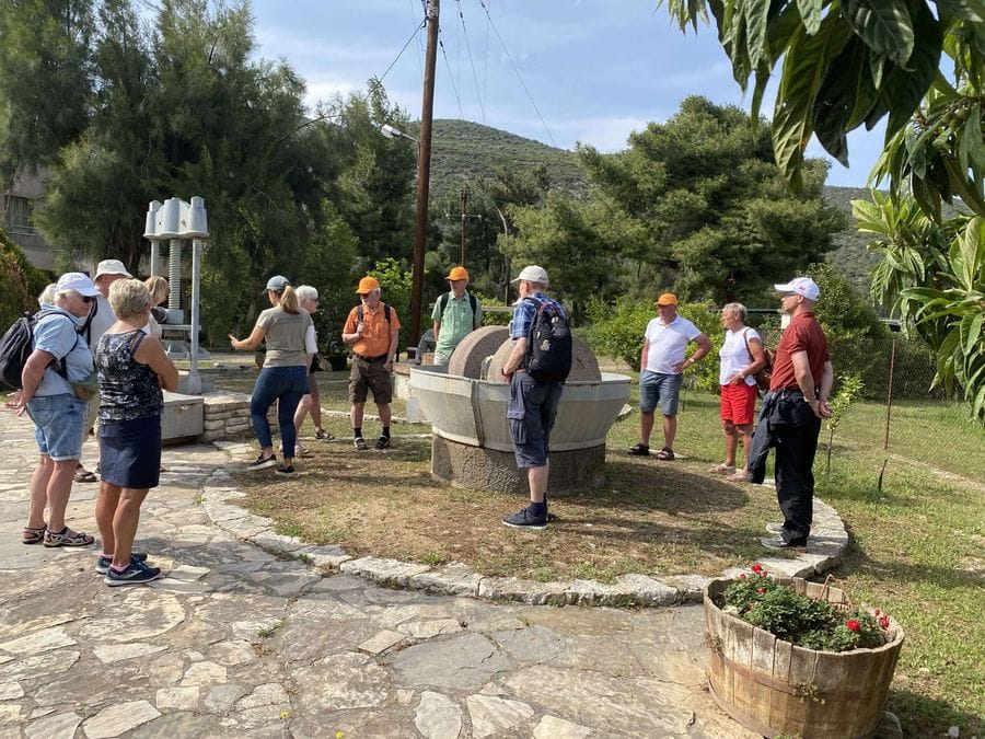 Guided tour of the olive grove with an old olive mill in the centre