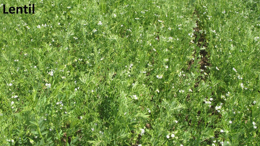 close-up of lentil plants with white flowers at Antonopoulos Farm crops