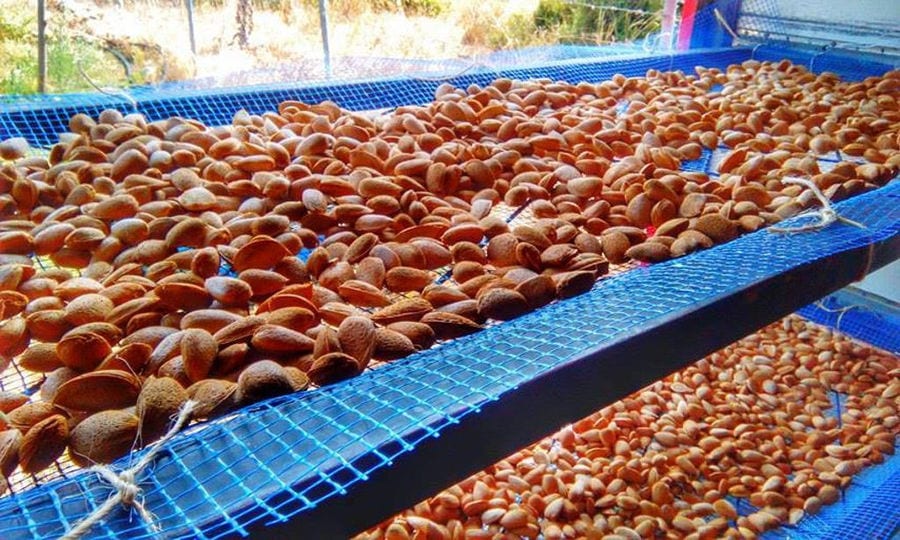 lying almonds on raffia panels for drying in the sun at 'Gea Olympou'