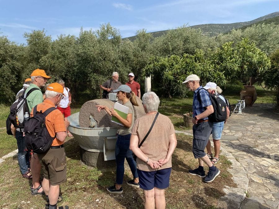 Guided tour of the olive grove with an old olive mill in the centre