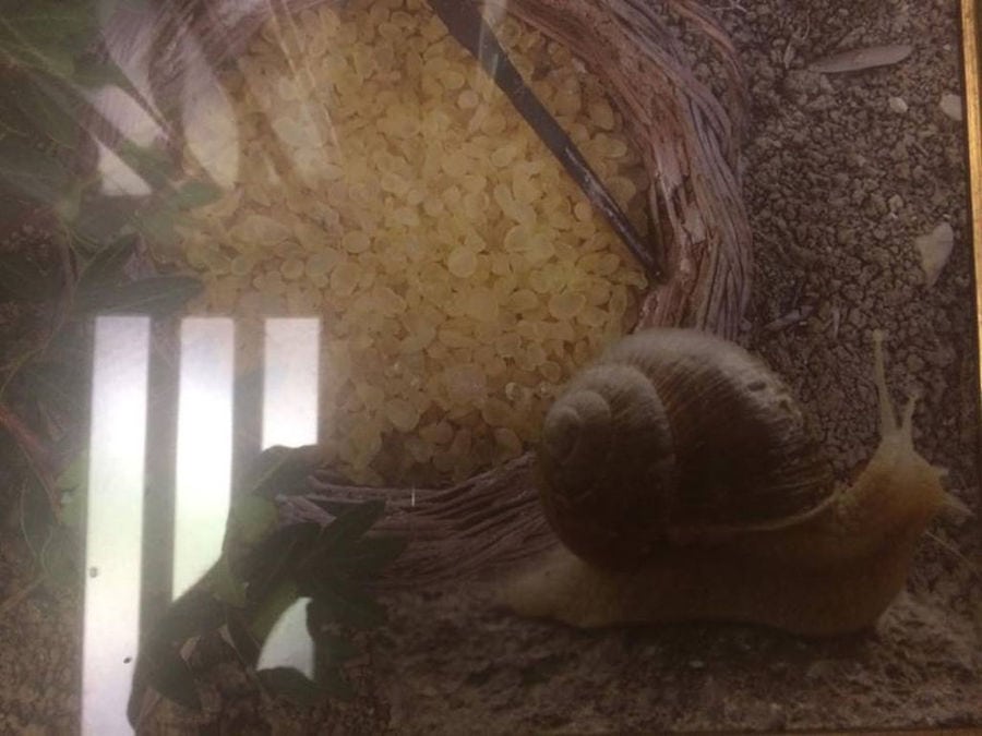 view up close of horned land snail and his eggs at 'Mastic Snails' farm