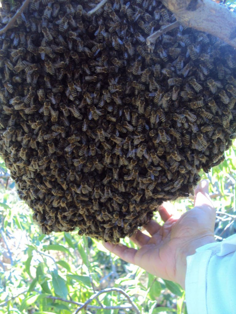 close-up of woman holding a swarm of bees at 'Melissavet'