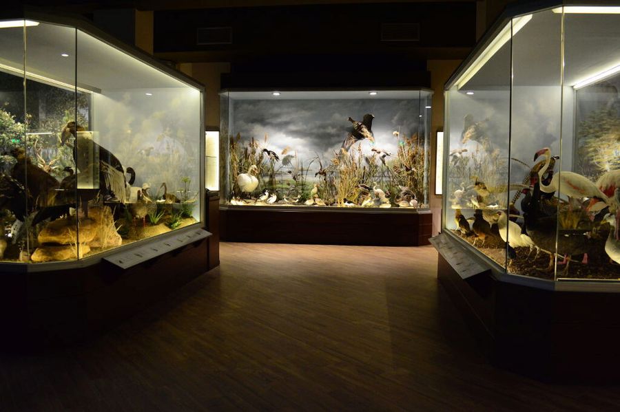 showcases with bird specimens in their natural habitat at 'Mushroom Museum Meteora'