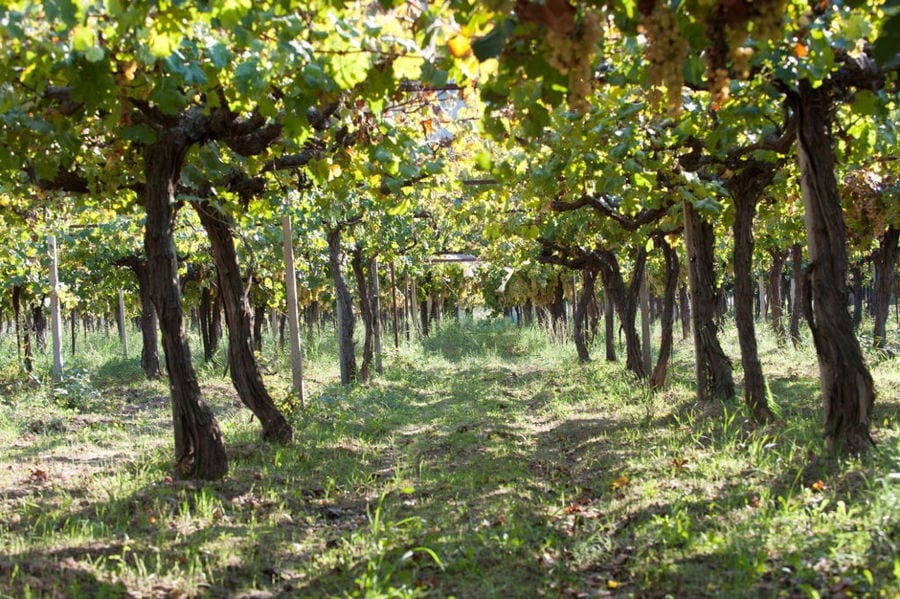 rows of vines at Acheon Winery