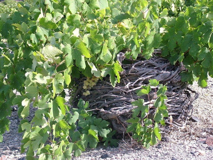 Santorini vines known as koulara at Gaia Wines Santorini vineyards