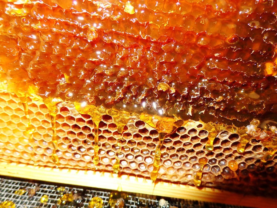 honey flowing from the honeycomb panel at 'Gea Olympou'