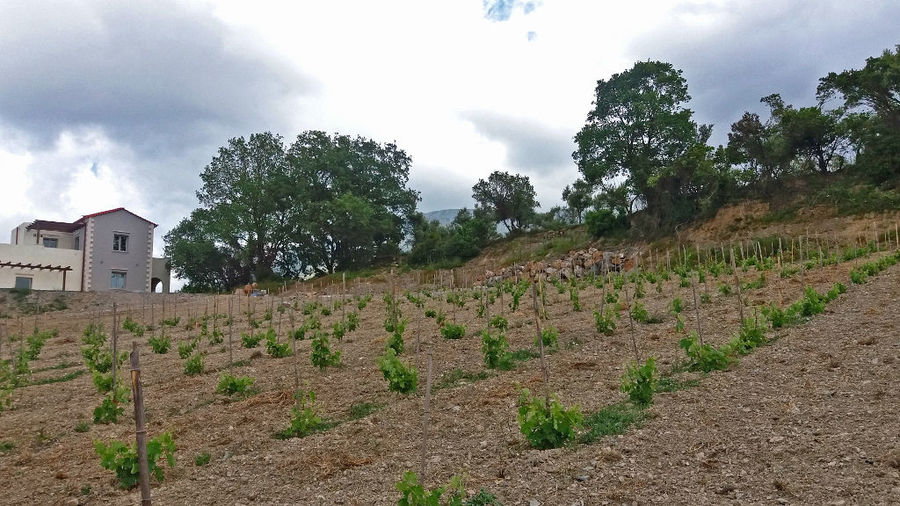 vineyards in the background of trees and' Kourkoulou Winery'