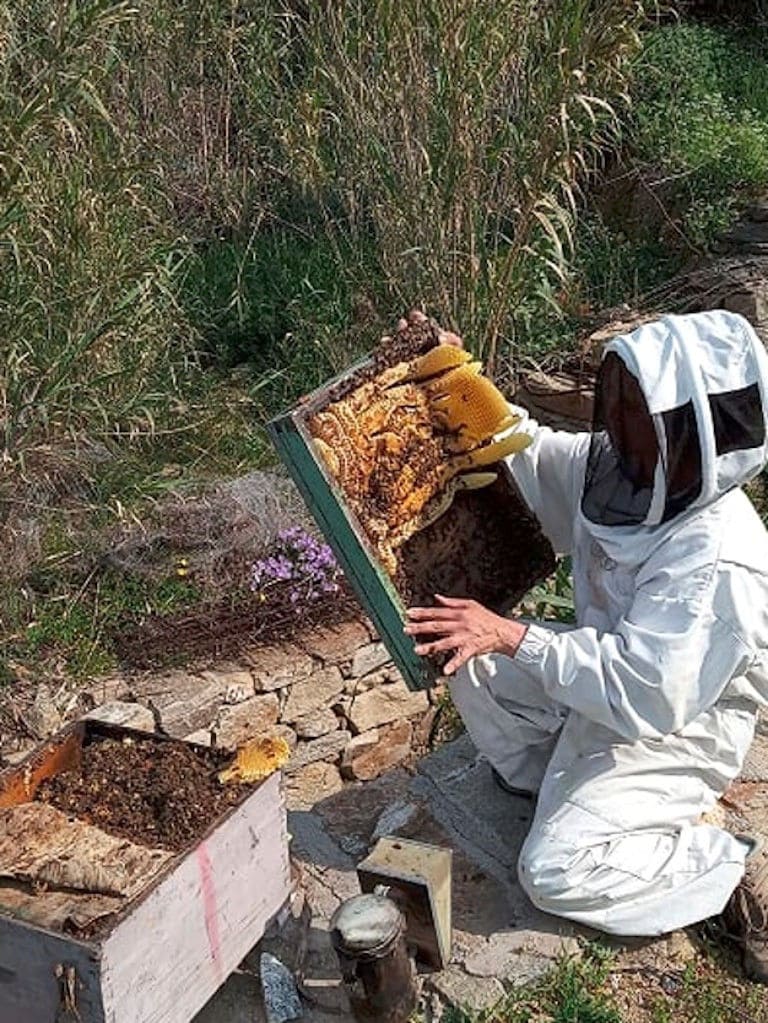 woman beekeeper holding honeycomb panel with bees at 'Melissavet' surrounded by high green grass