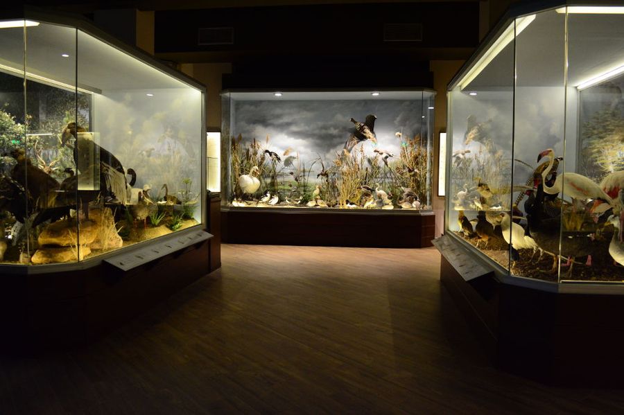 showcases with bird specimens in their natural habitat at 'Mushroom Museum Meteora'