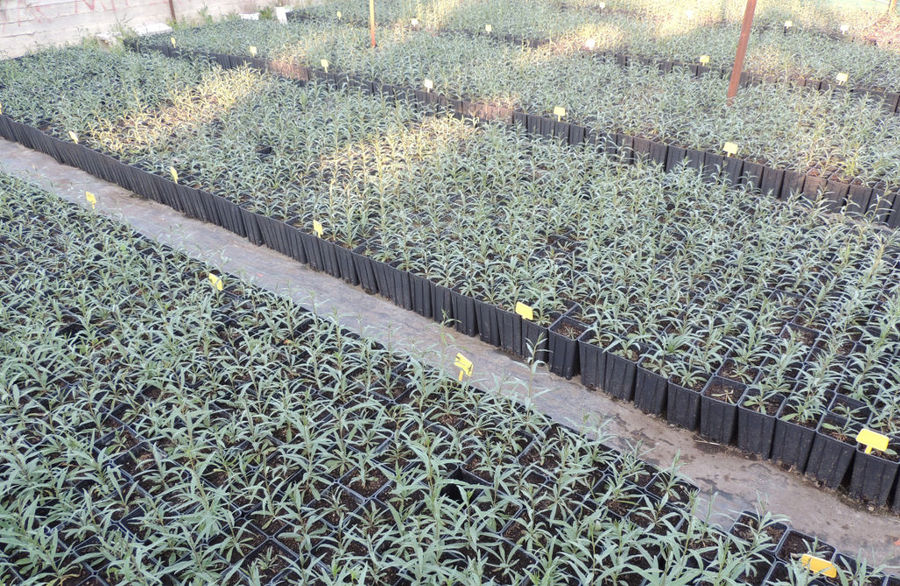 view from above of rows of plastic pots with goji berries sapling at Kollia Organic Farm greenhouse