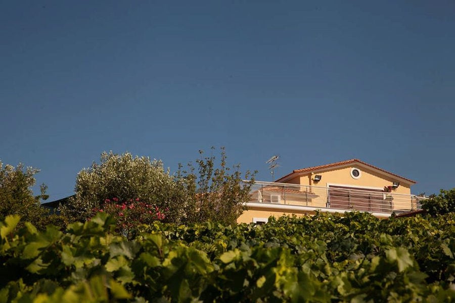 vineyards with the building of' Vriniotis Winery in the background