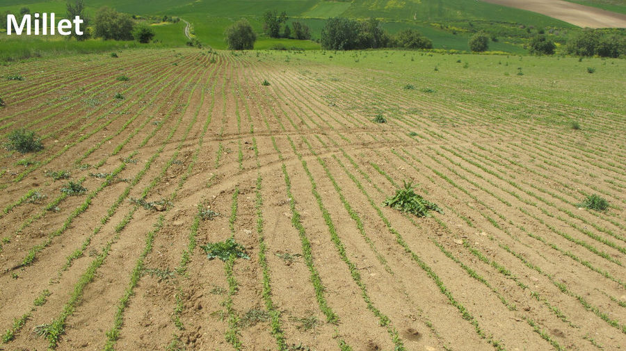 rows of millet crops at Antonopoulos Farm