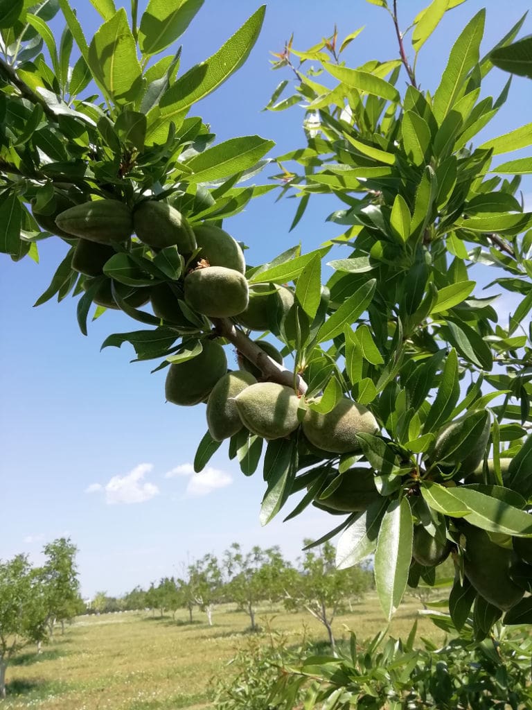 branches of unripe almonds at 'Gea Olympou' crops